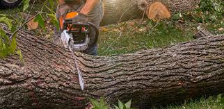 Best Commercial Tree Services  in Cane Savannah, SC